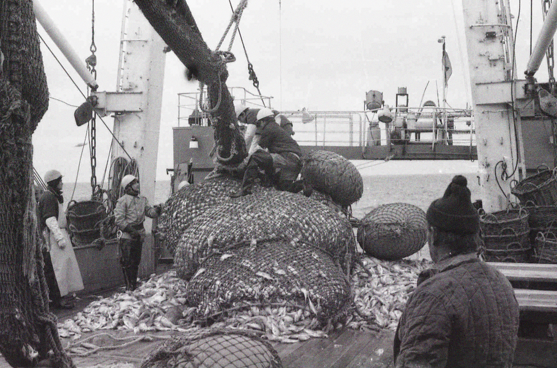 Das Netz wird auf dem dem Achterdeck geöffnet. Fische werden an Deck aus dem Netz gelassen. Menschen stehen auf dem Netz und drum herum.